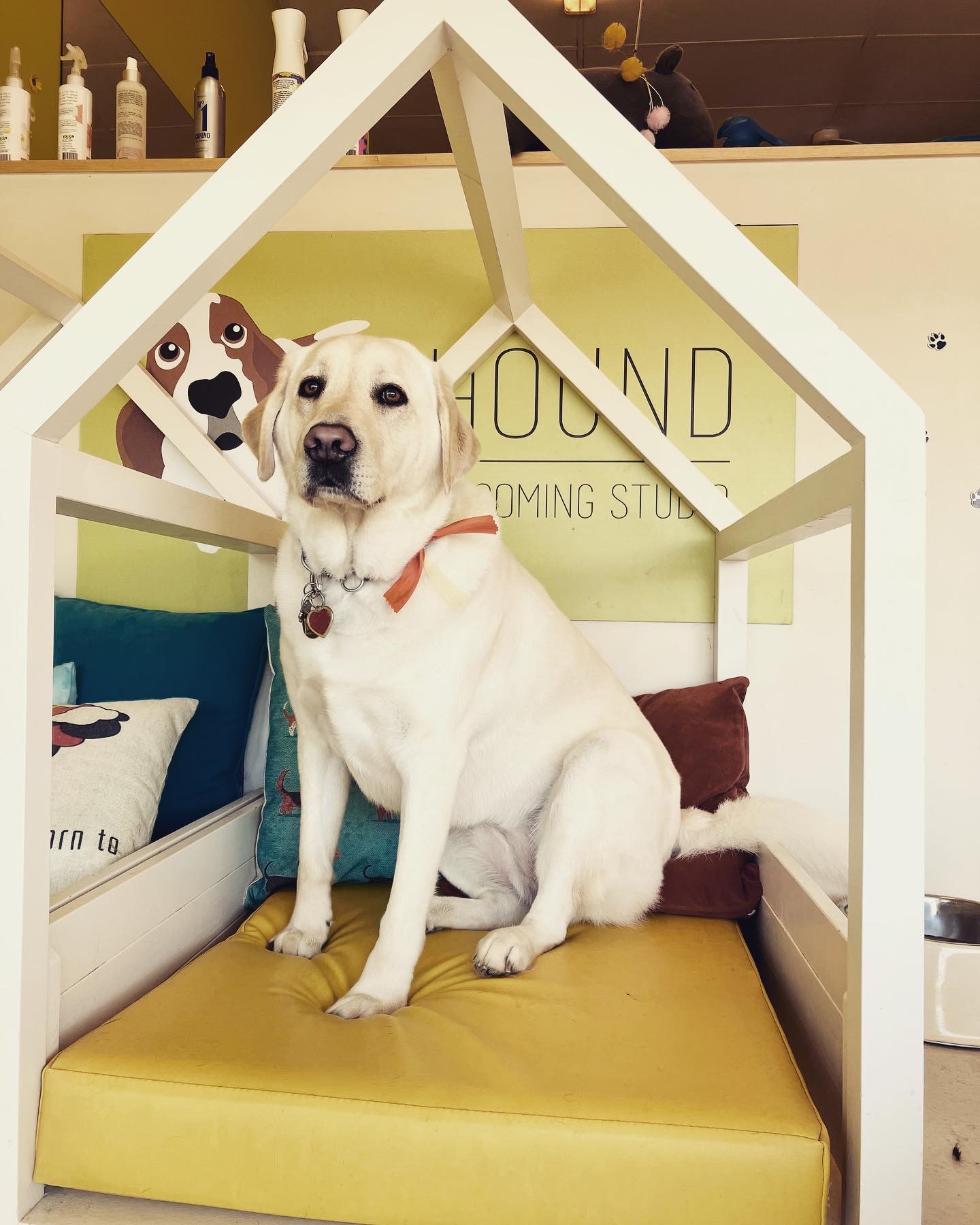 Groomed dog at Hound Grooming Studio