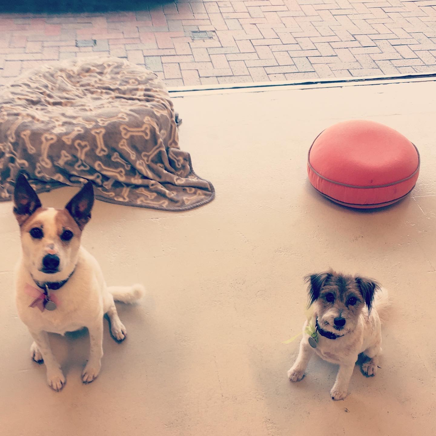 Groomed dog at Hound Grooming Studio