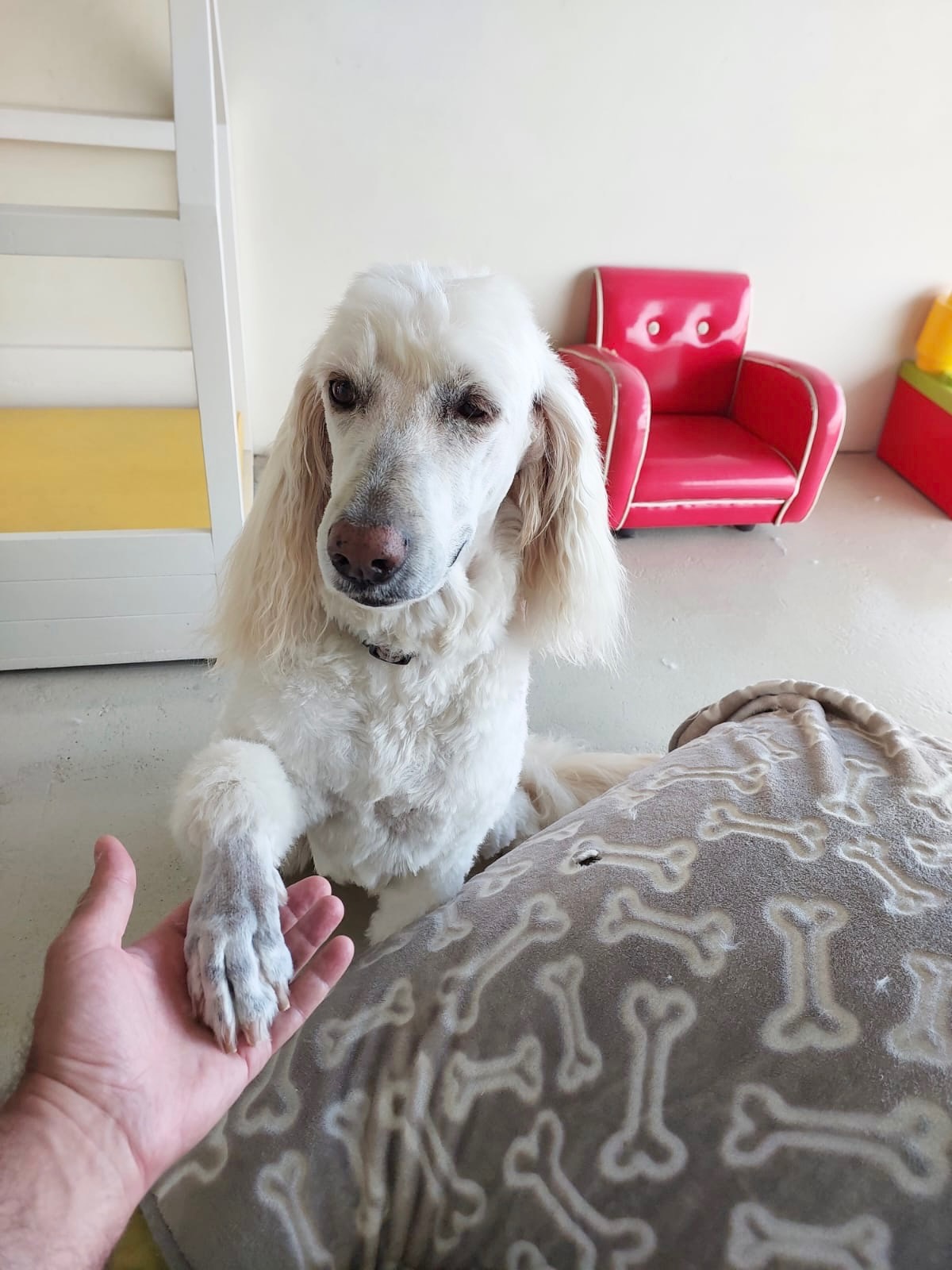 Groomed dog at Hound Grooming Studio