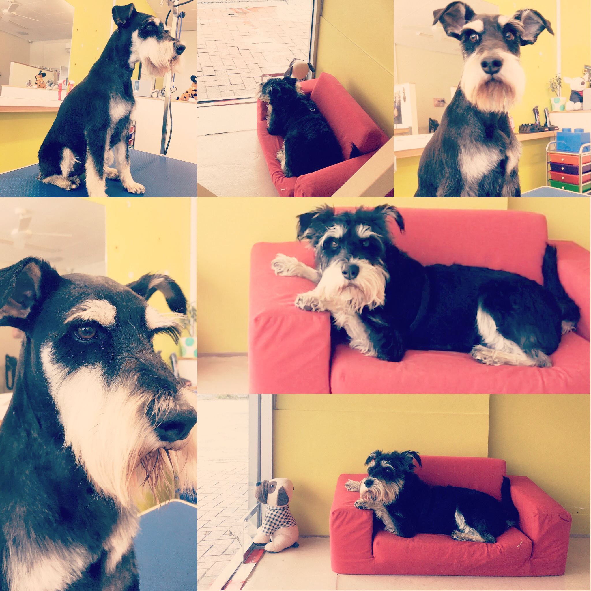 Groomed dog at Hound Grooming Studio