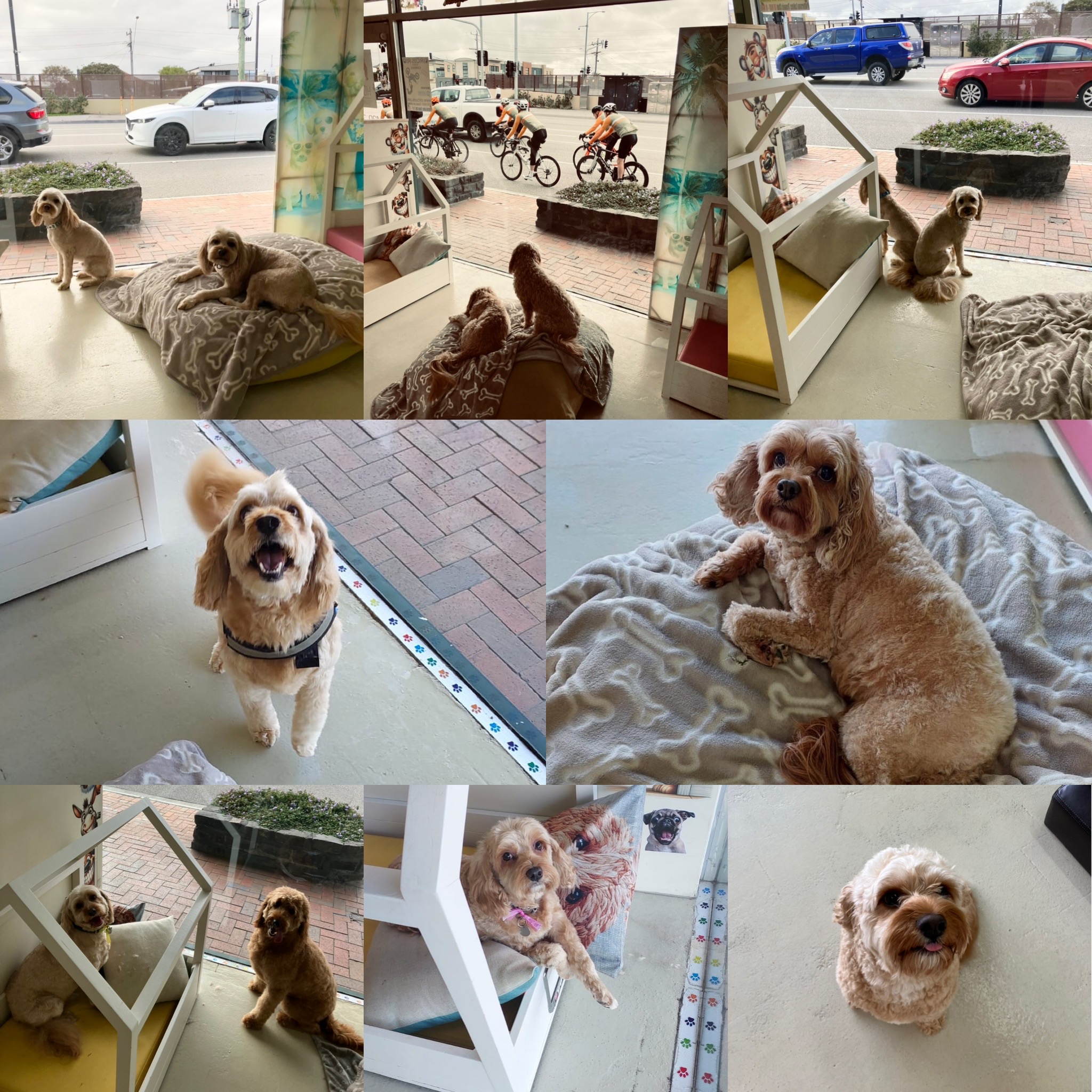 Groomed dog at Hound Grooming Studio — photo 11