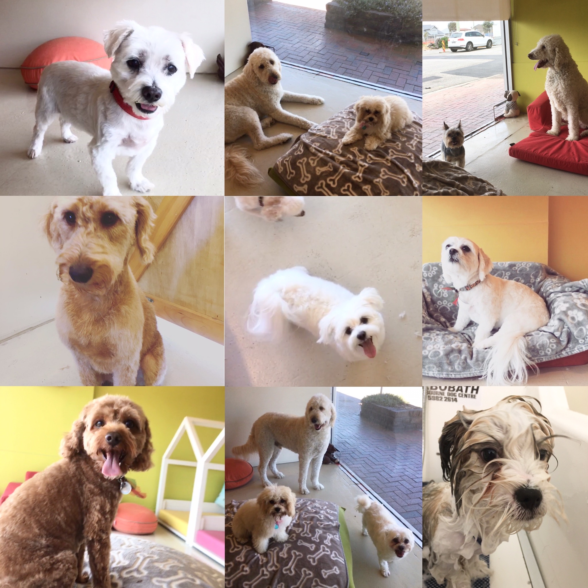 Groomed dog at Hound Grooming Studio
