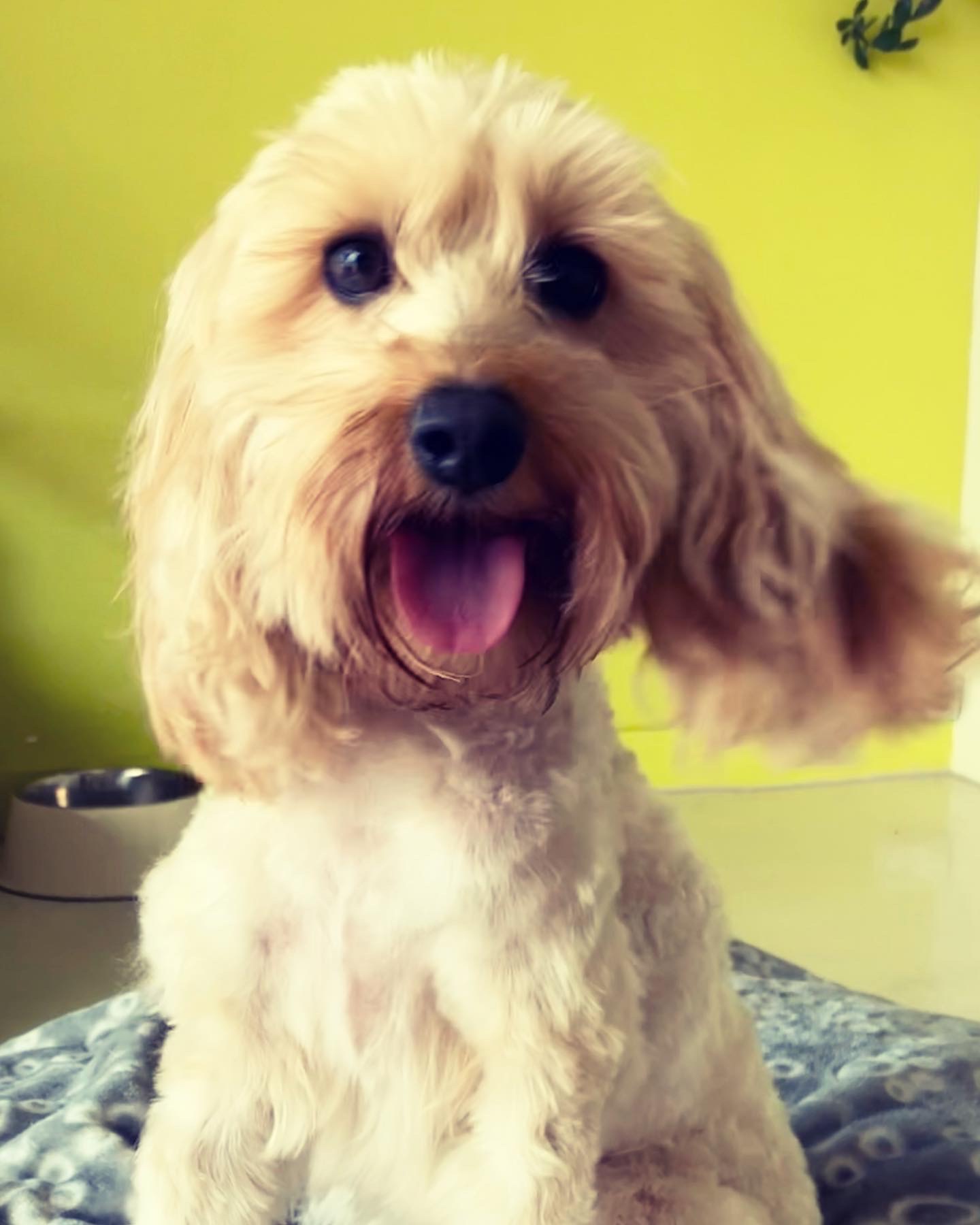 5 Signs Your Dog Needs a Professional Groom