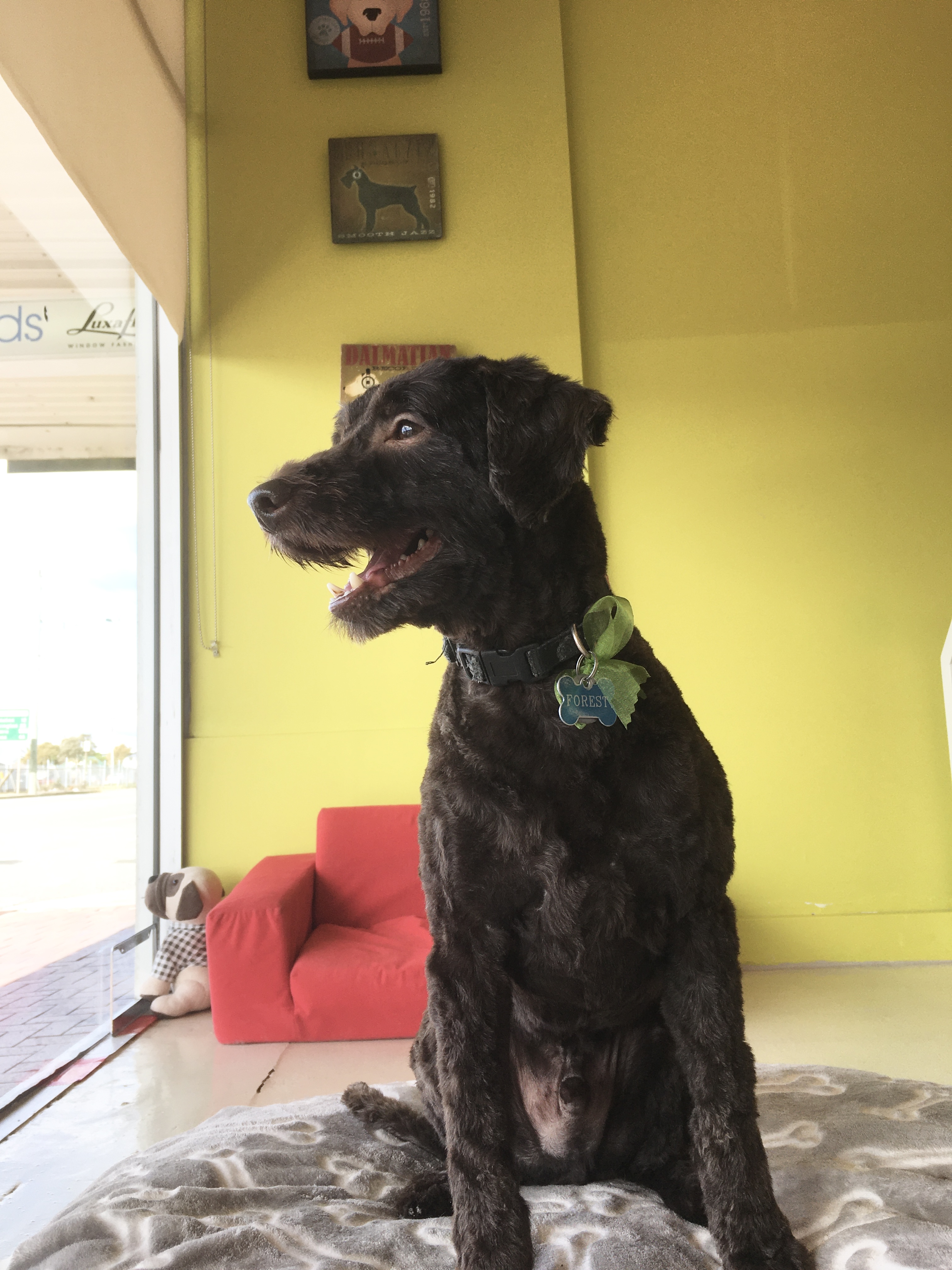Puppy Groom