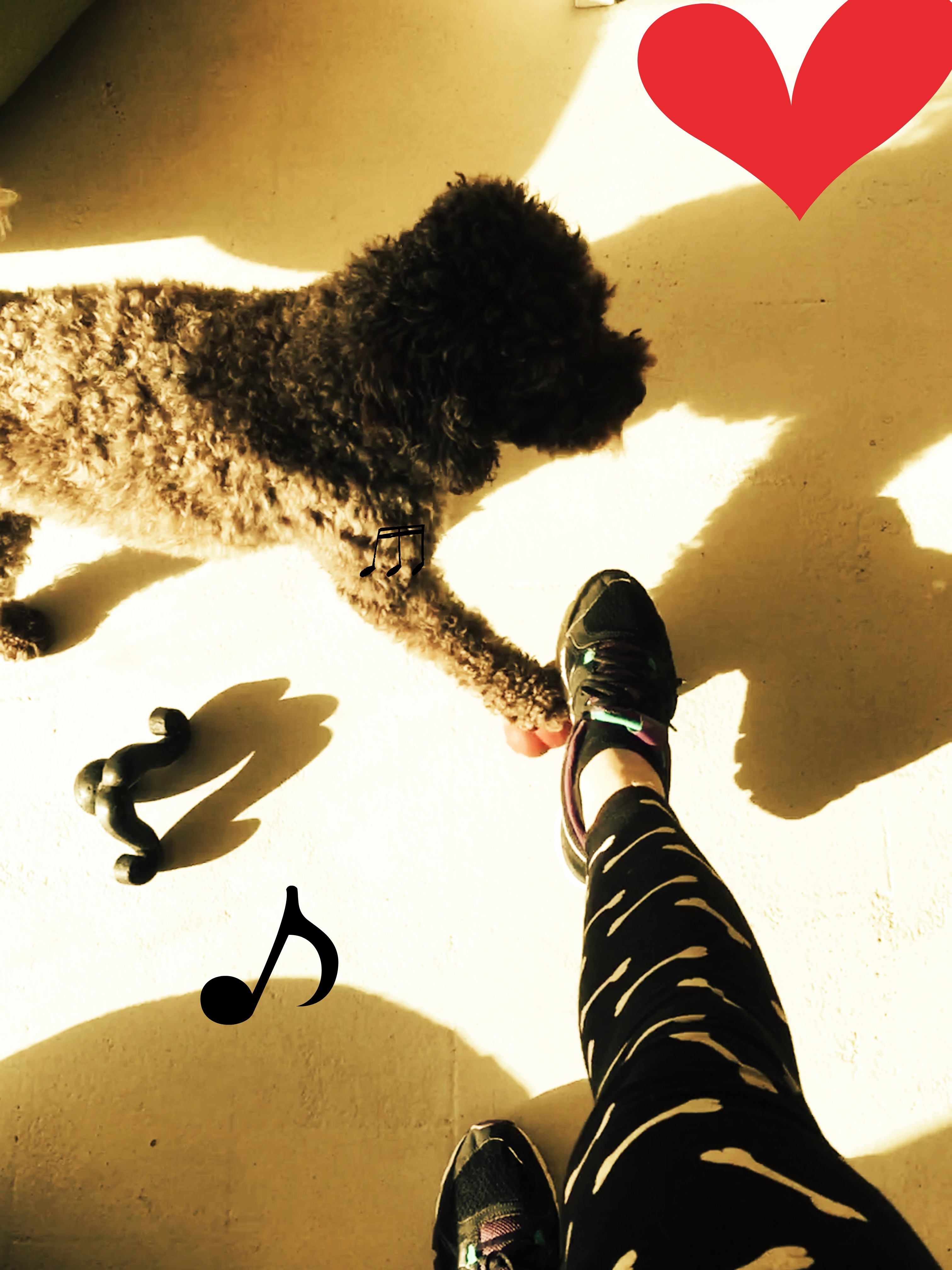 Choosing the Right Shampoo for Your Dog's Coat