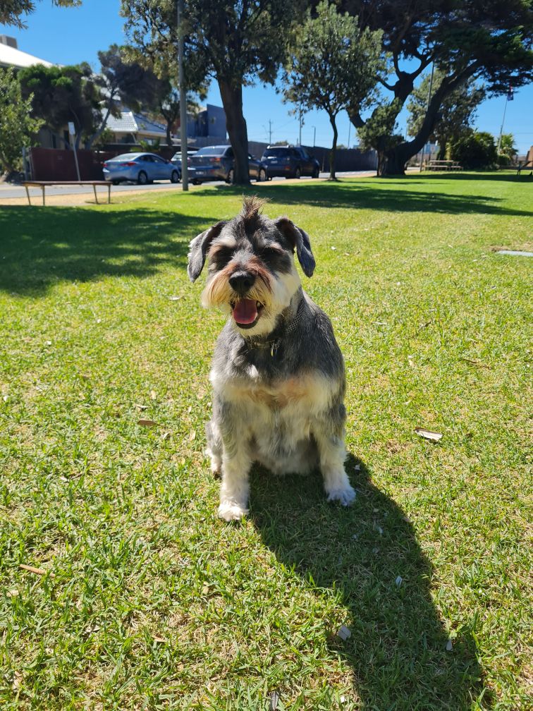 How Often Should You Groom Your Dog?