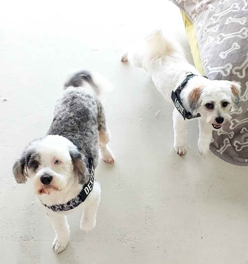 Groomed dog at Hound Grooming Studio — photo 20