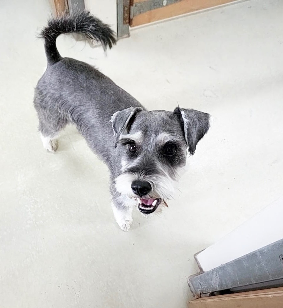 Groomed dog at Hound Grooming Studio — photo 24